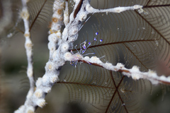 Periclimenes yucatanicus