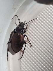 Carabus nemoralis