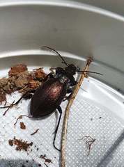 Carabus nemoralis