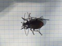 Carabus nemoralis