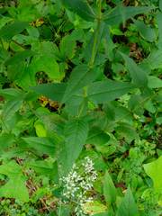 Eupatorium godfreyanum