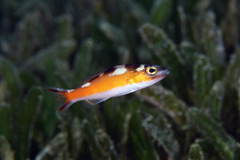Serranus tabacarius