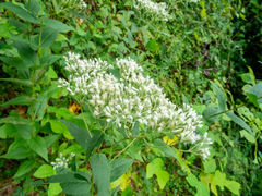 Eupatorium godfreyanum