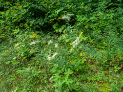 Eupatorium godfreyanum