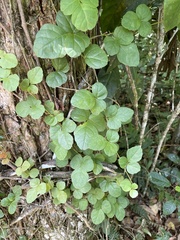 Cissus obovata