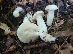 Cuphophyllus angustifolius