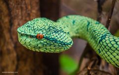 Tropidolaemus subannulatus