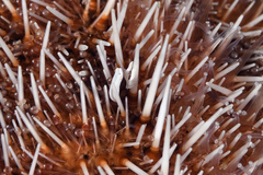 Gnathophylloides mineri