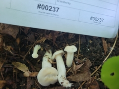 Cuphophyllus angustifolius