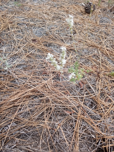 iNaturalist observation photo of Dicots
