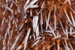 Gnathophylloides mineri