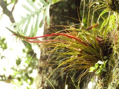 Tillandsia tricolor