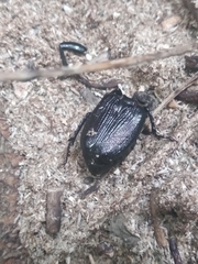 Osmoderma scabra