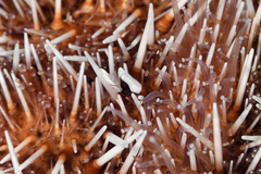 Gnathophylloides mineri