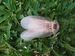 Blaberinae