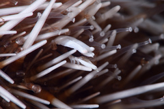 Gnathophylloides mineri