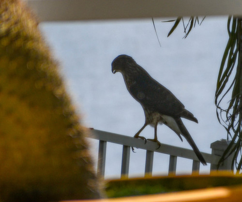 Accipiter cooperii image
