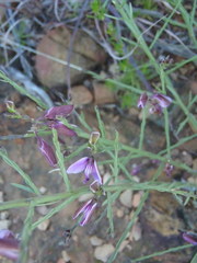 Polygala microlopha microlopha