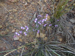 Polygala microlopha microlopha