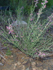Polygala microlopha microlopha