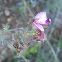 Polygala microlopha microlopha