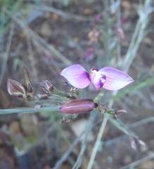Polygala microlopha microlopha