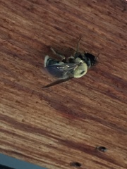 Xylocopa virginica texana