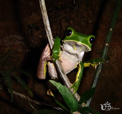 Phyllomedusa burmeisteri