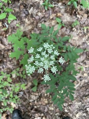 Angelica venenosa