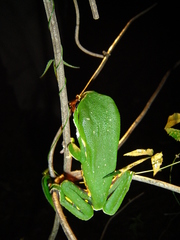 Phyllomedusa burmeisteri