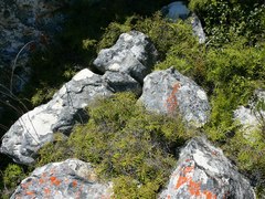 Gleichenia polypodioides