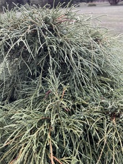 Cupressus × leylandii