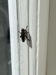 Orthoprosopa bilineata