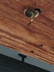 Xylocopa virginica texana