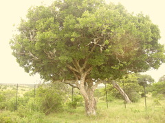 Elaeodendron zeyheri