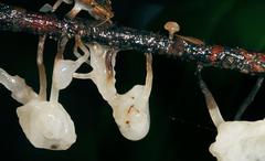 Marasmius epiphyllus