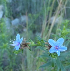 Lobostemon paniculatus