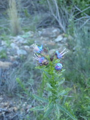 Lobostemon paniculatus