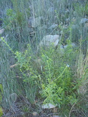 Lobostemon paniculatus