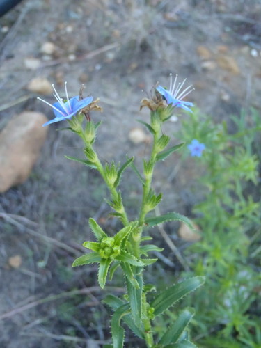 Lobostemon paniculatus