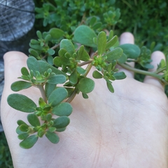 Portulaca oleracea