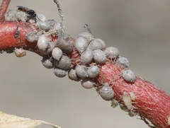 Dysaphis radicola