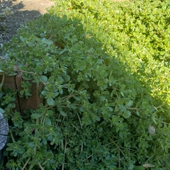 Portulaca oleracea