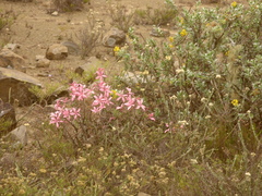 Pachypodium succulentum