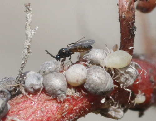 iNaturalist observation photo of Aphid Mummy Wasps