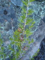 Cliffortia tuberculata