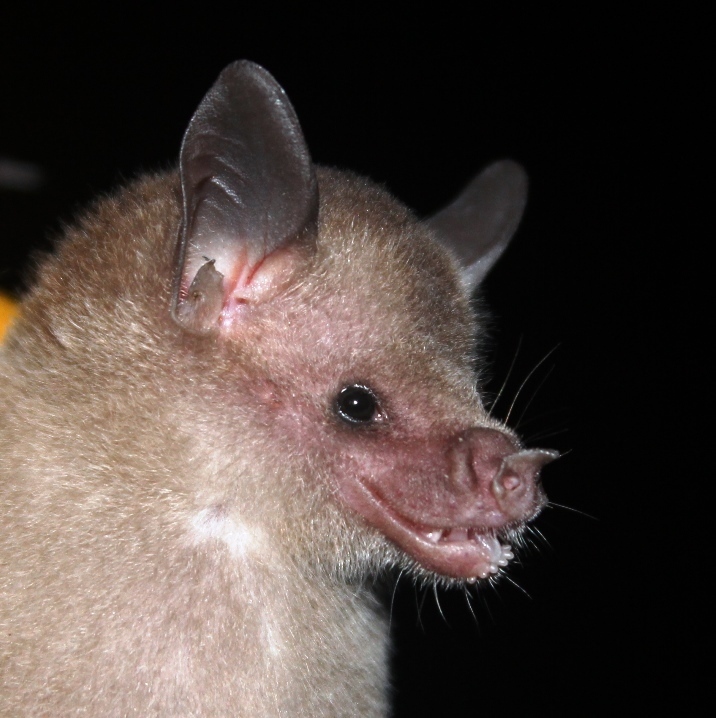 Flower Bats