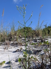 Erigeron canadensis pusillus