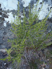 Cliffortia tuberculata