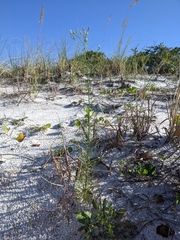 Erigeron canadensis pusillus
